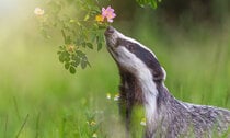 Dachs schnuppert an Heckenrose