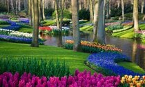 Keukenhof Neiderlande